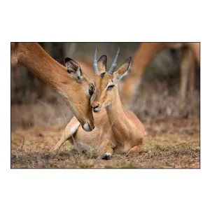 A Moment of Love