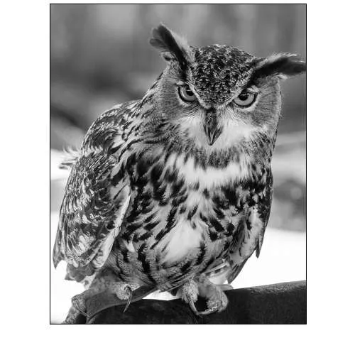 An owl at the Alligator Adventure in South Carolina