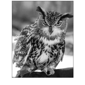 An owl at the Alligator Adventure in South Carolina