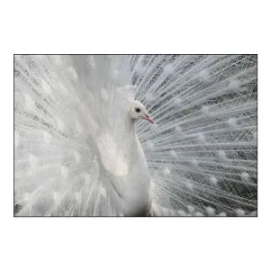 As white as snow