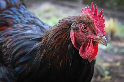 Brown Chicken