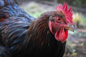 Brown Chicken