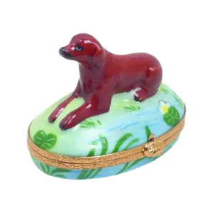 Chocolate Labrador Dog