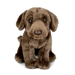 Chocolate Labrador