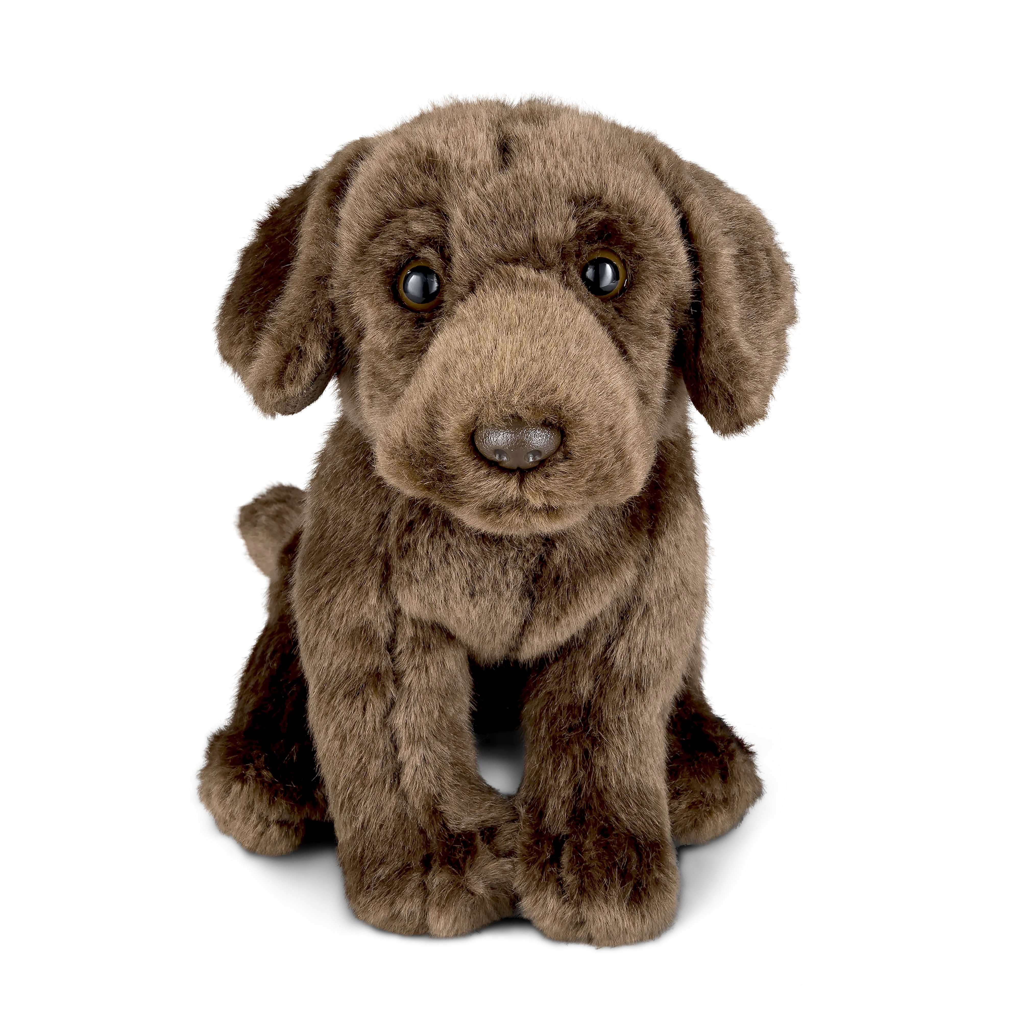 Chocolate Labrador