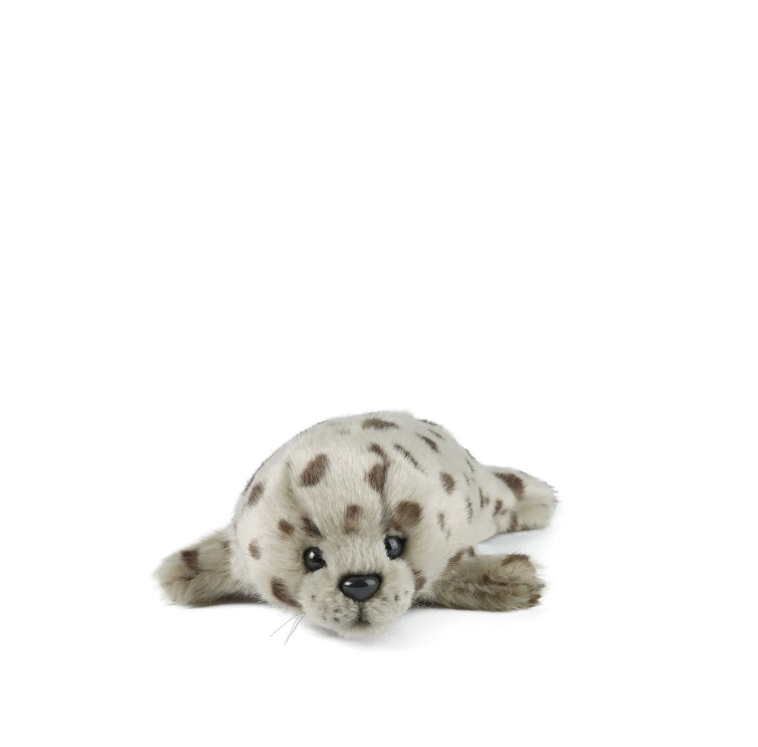 Common Seal Pup