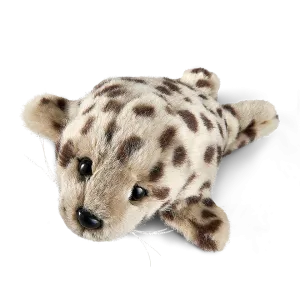 Common Seal Pup