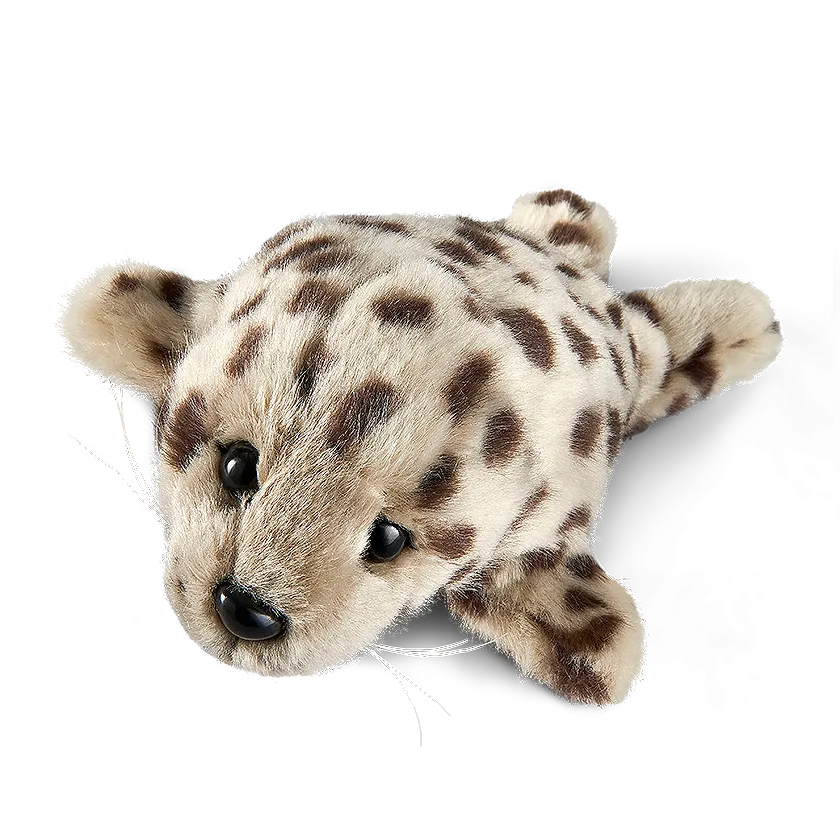 Common Seal Pup
