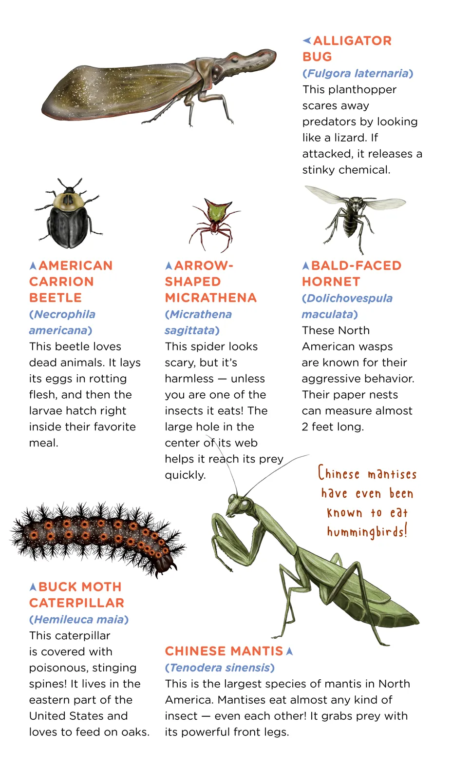 Creepy, Crawly, Tattoo Bugs
