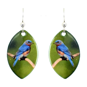 Eastern Bluebird
