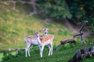 Fawn in a Field