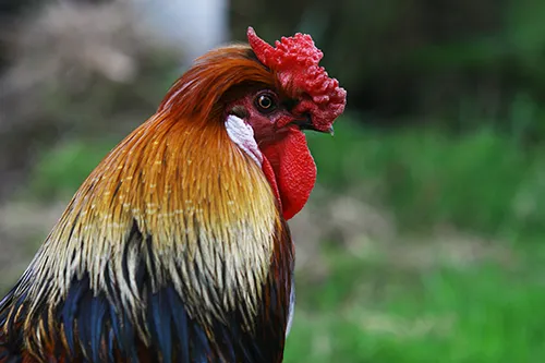 Golden Black Rooster