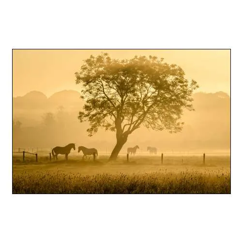 Golden Horses