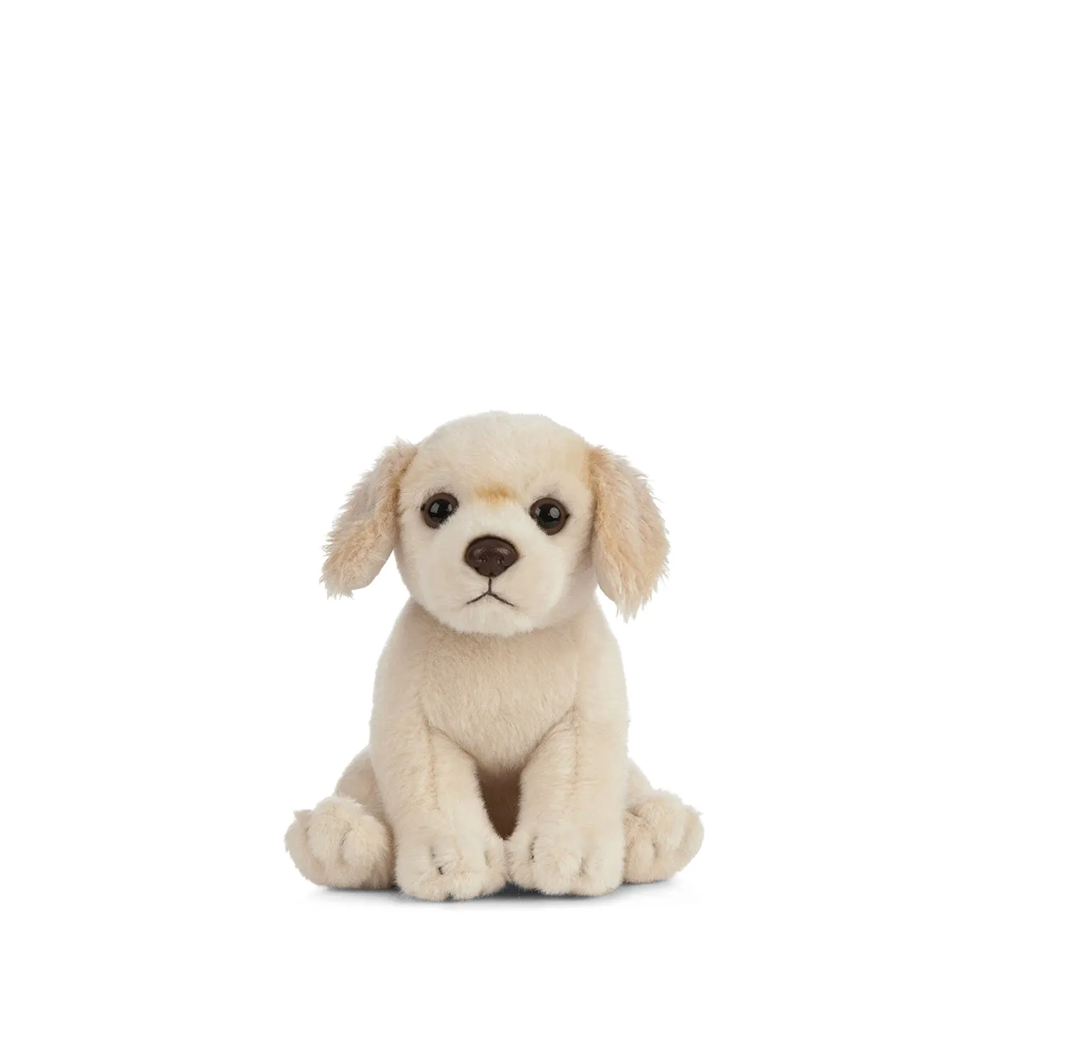 Golden Retriever Puppy