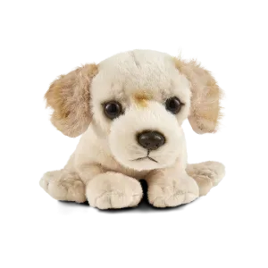 Golden Retriever Puppy