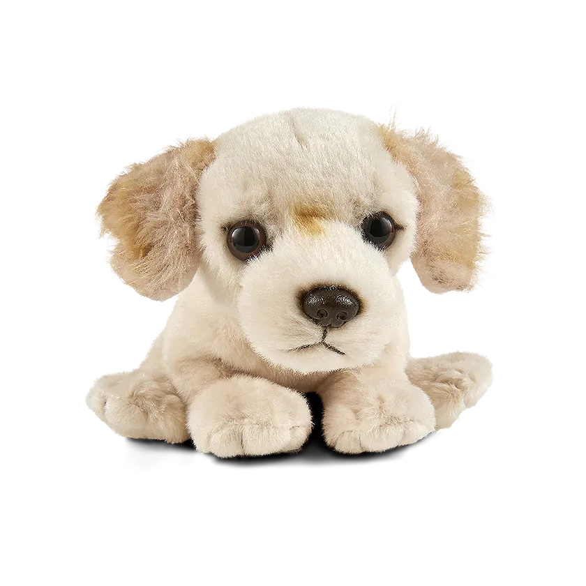 Golden Retriever Puppy