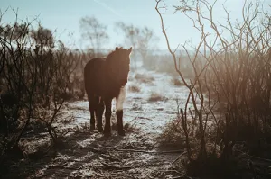 Horse in the Brush