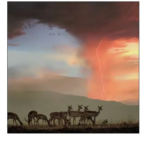 Impala and Lightning