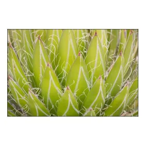 Mexico, San Miguel de Allende Yucca plant