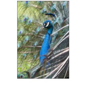 Peacock IV