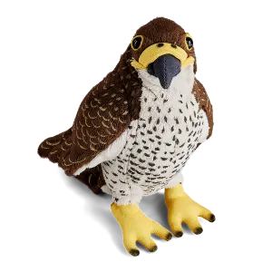 Peregrine Falcon