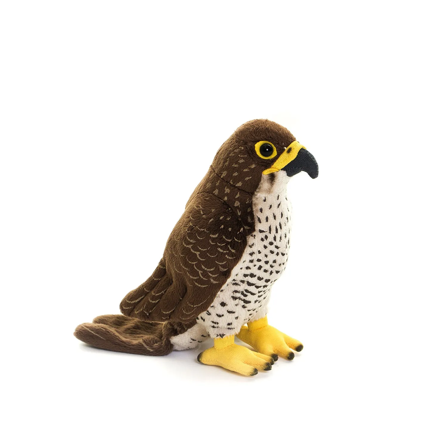 Peregrine Falcon