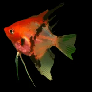RED DEVIL ANGELFISH (Pterophyllum "scalare")
