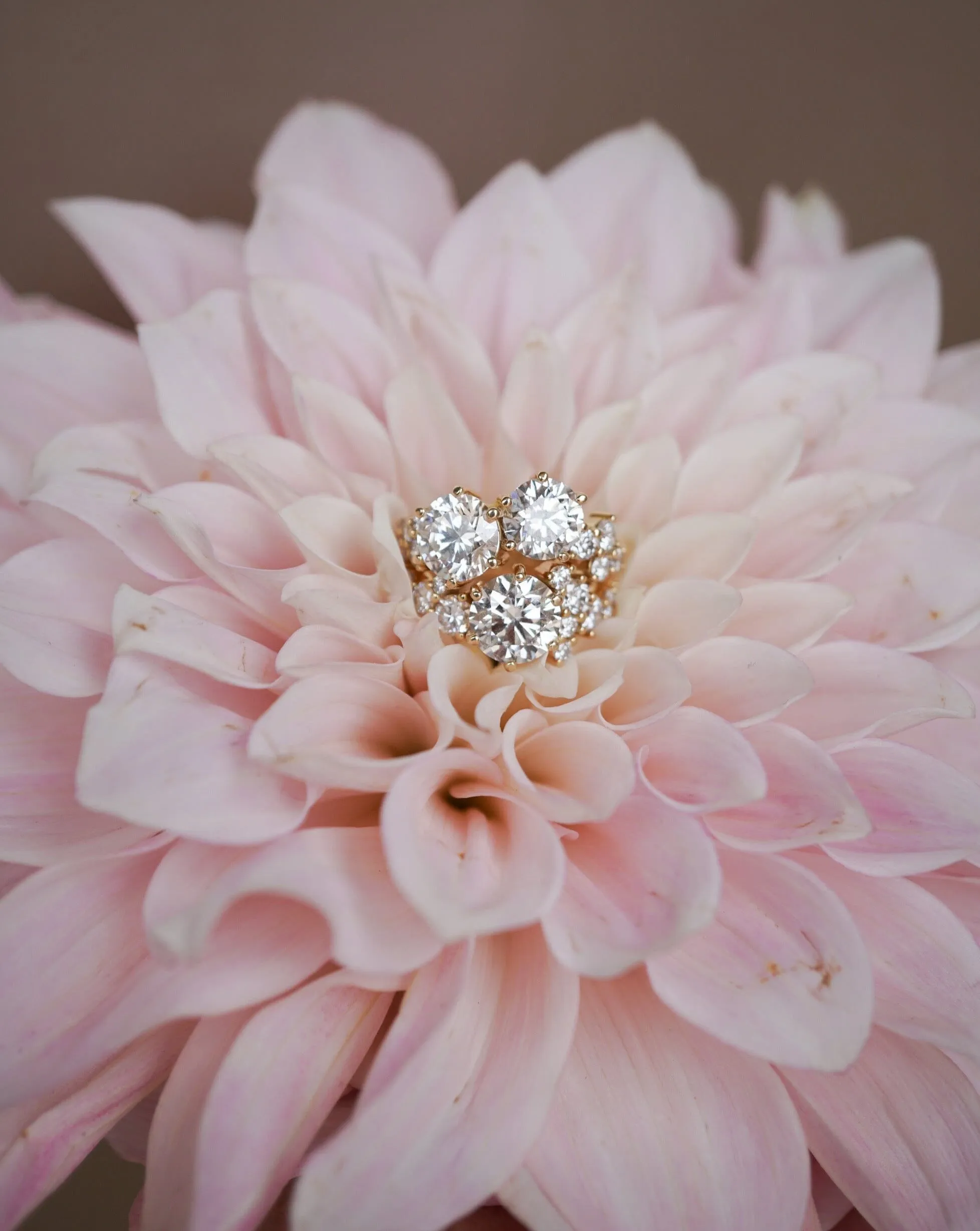 The Dahlia